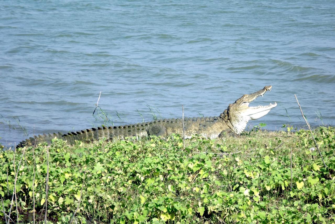 Heritage Walawa Resort ウダワラウェ エクステリア 写真